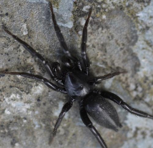 Zelotes sp.